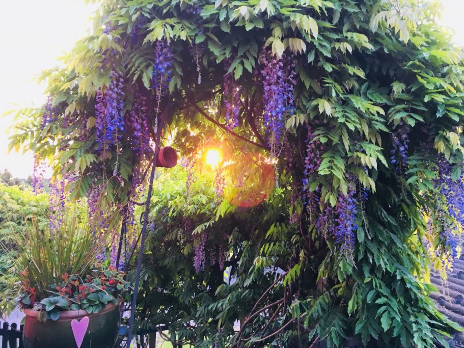 Üppige Blüte an Terrasse/Treppe