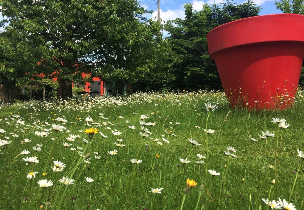 Blumenwiese im Frühjahr