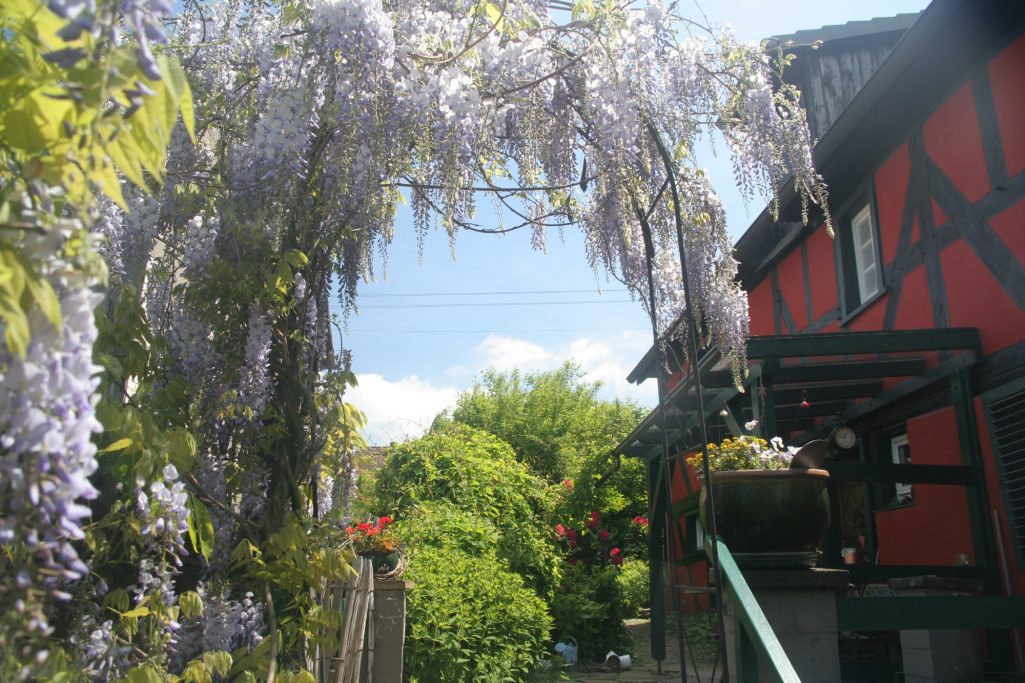 Glyzinien-Rundbogen an Treppe